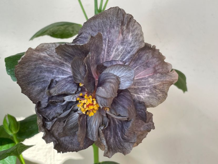  - DPs Black Treasure