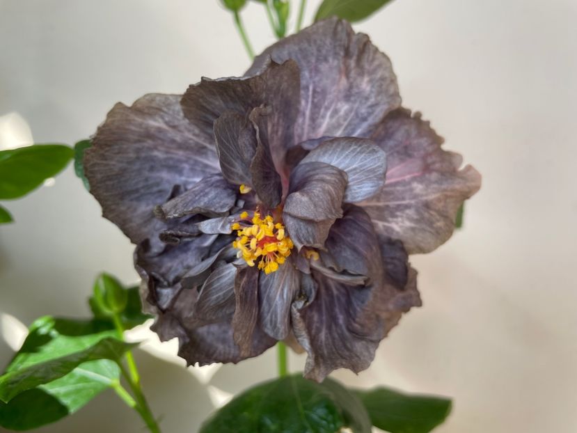  - DPs Black Treasure