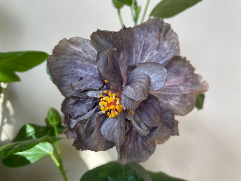  - DPs Black Treasure
