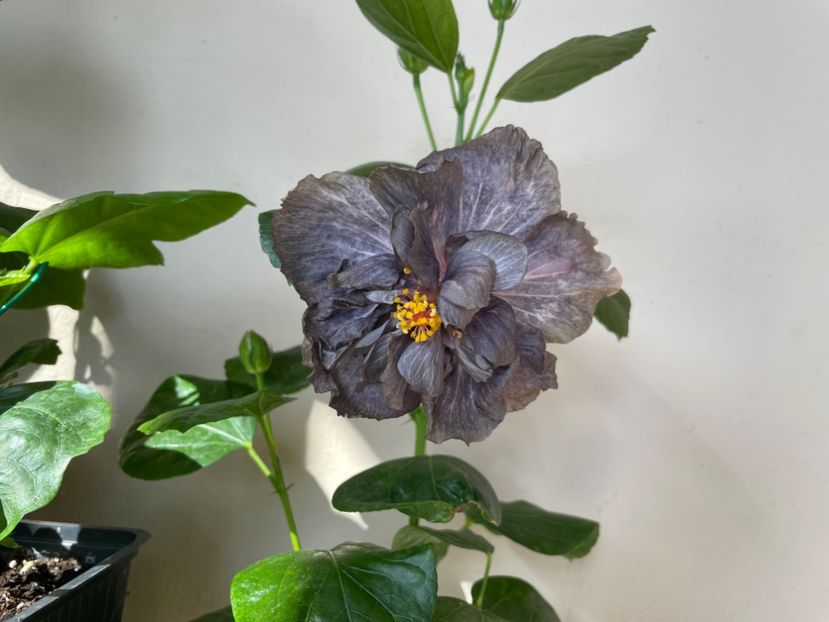  - DPs Black Treasure