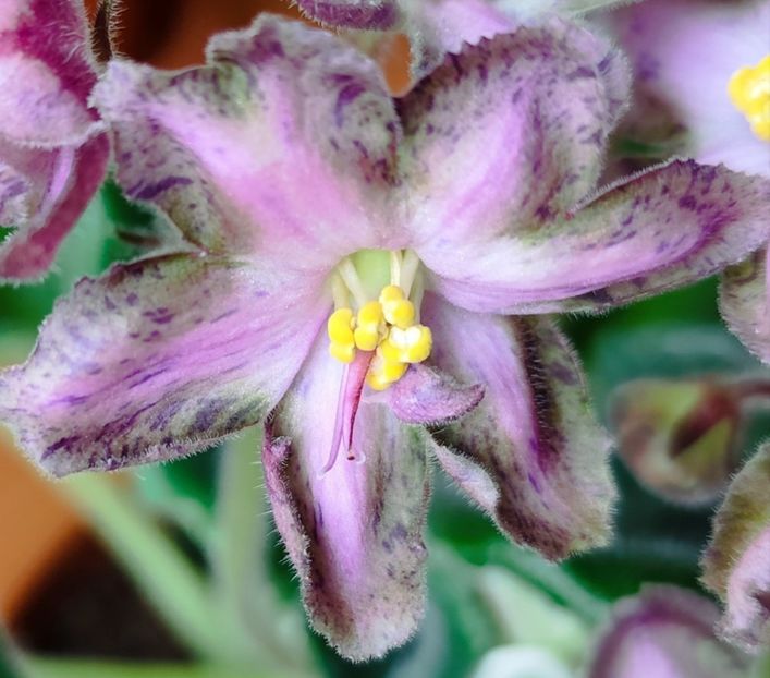  - Dn Lacricinaya Carameli