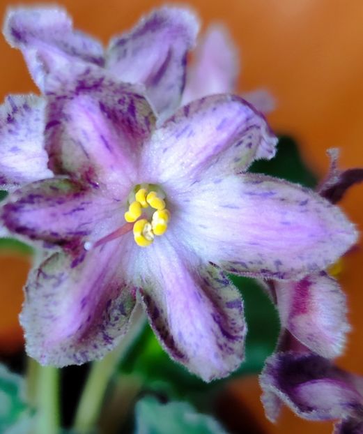  - Dn Lacricinaya Carameli