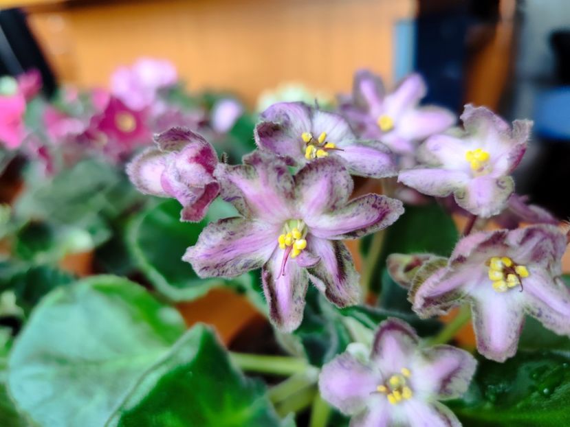  - Dn Lacricinaya Carameli