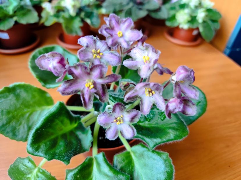  - Dn Lacricinaya Carameli