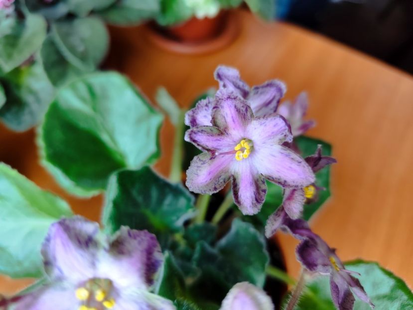  - Dn Lacricinaya Carameli