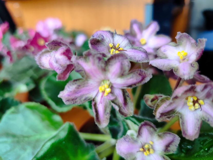  - Dn Lacricinaya Carameli