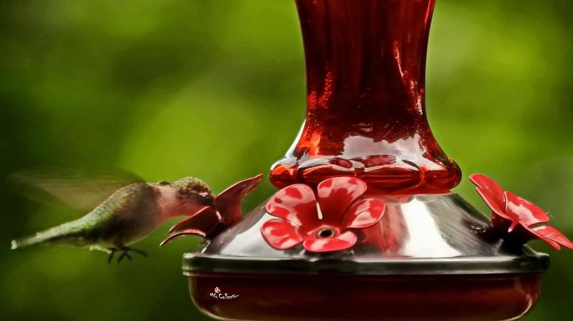 COLIBRI 3a - C - BIRDS - Pasari