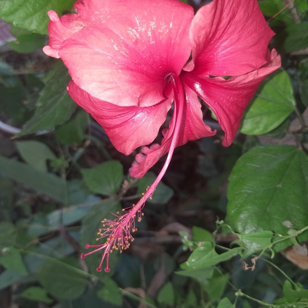 01.09.2025 - HIBISCUSI 2025-4