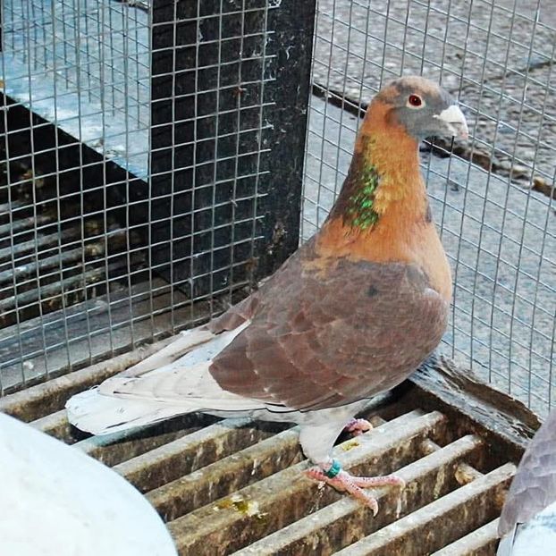  - Nu îmi aparțin 10