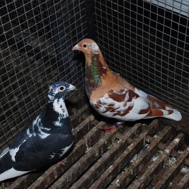  - Nu îmi aparțin 10