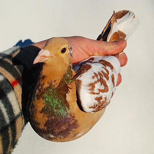  - Nu îmi aparțin 10