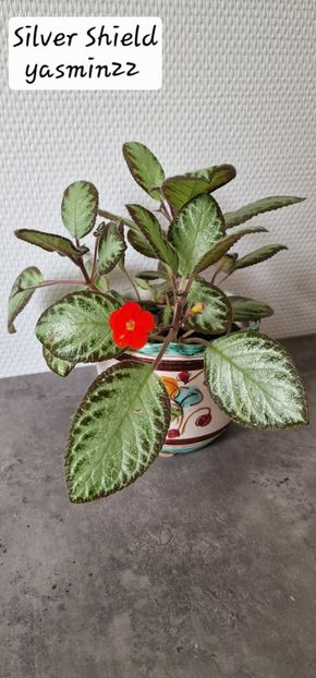 1.09.2025 - Episcia