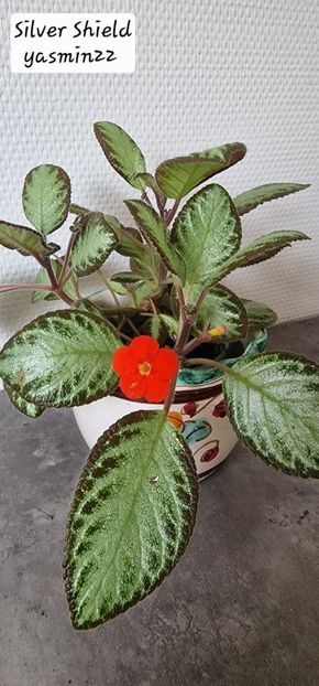 1.09.2025 - 3-Episcia