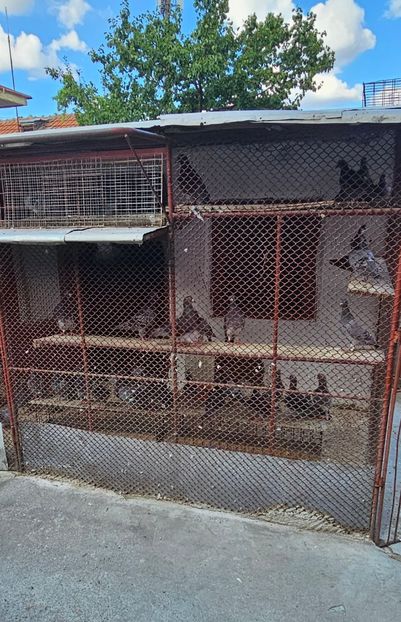  - Porumbei Voiajori Sport