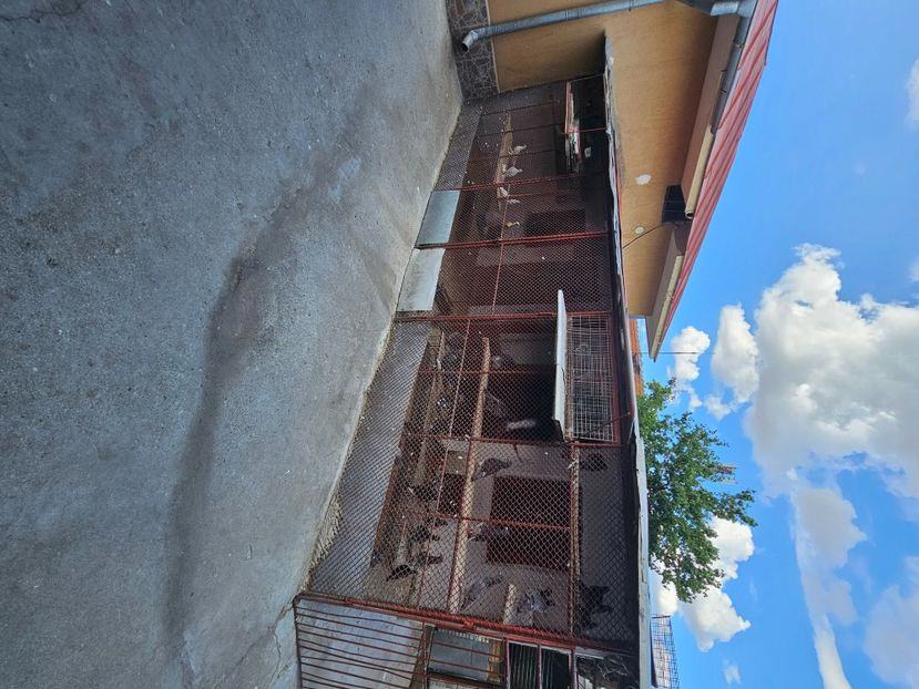  - Porumbei Voiajori Sport