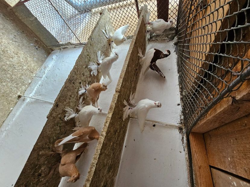  - Porumbei jucători de Botoșani