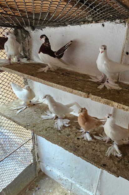  - Porumbei jucători de Botoșani