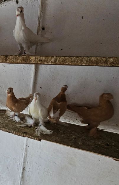  - Porumbei jucători de Botoșani