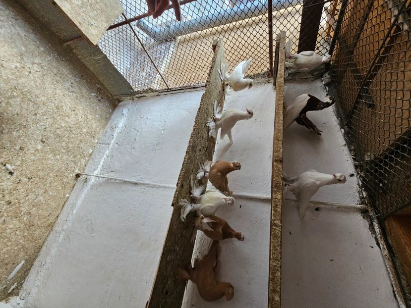  - Porumbei jucători de Botoșani