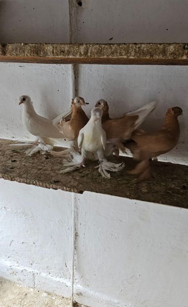  - Porumbei jucători de Botoșani