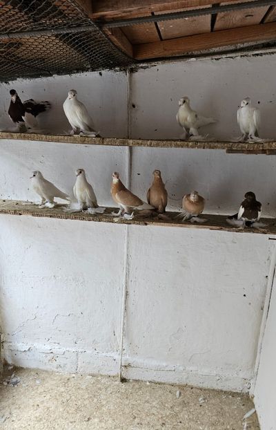  - Porumbei jucători de Botoșani