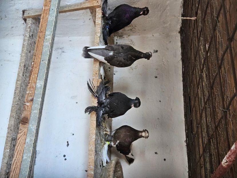  - Porumbei jucători de Botoșani