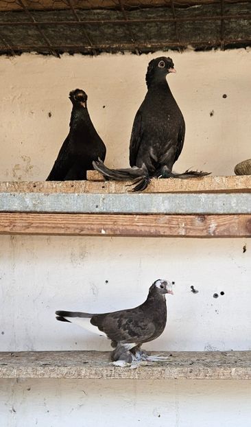  - Porumbei jucători de Botoșani