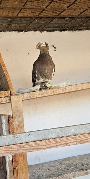  - Porumbei jucători de Botoșani