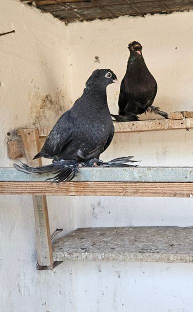  - Porumbei jucători de Botoșani