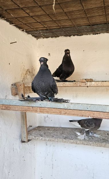  - Porumbei jucători de Botoșani