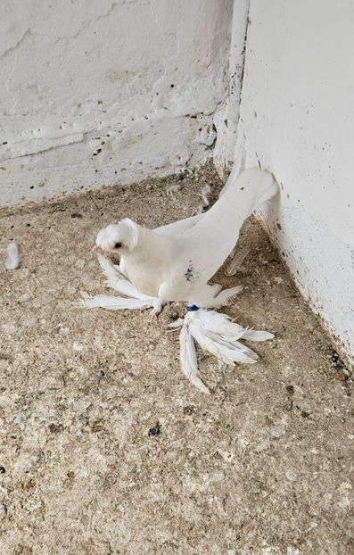  - Porumbei jucători de Botoșani