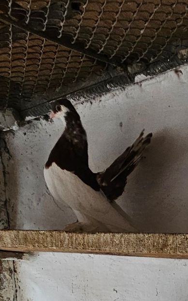  - Porumbei jucători de wolga