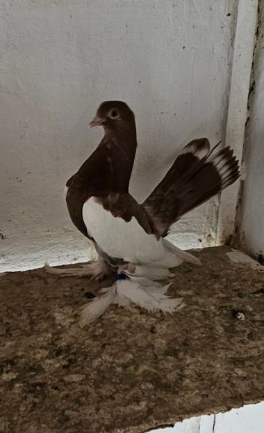  - Porumbei jucători de wolga