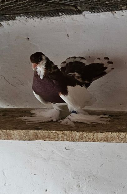  - Porumbei jucători de wolga