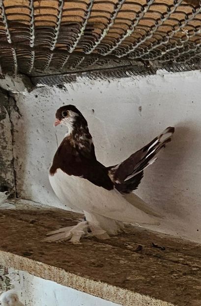  - Porumbei jucători de wolga