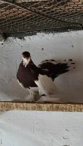  - Porumbei jucători de wolga