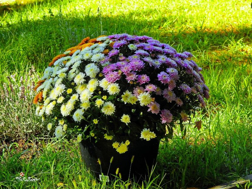 Crisanthemas Flowers - E - FLOWERS - Flori