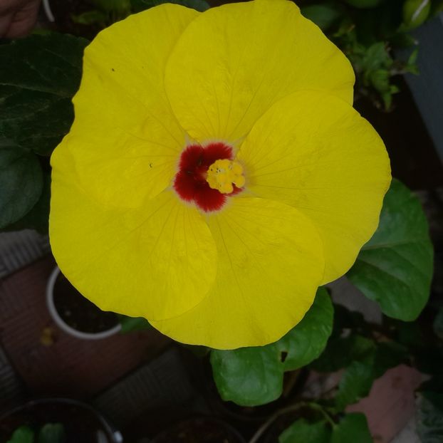 02.09.2025 - HIBISCUSI 2025-4