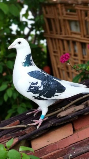  - Nu îmi aparțin 10