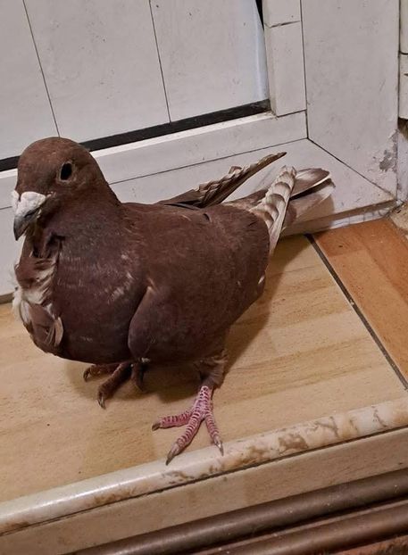  - Nu îmi aparțin 10