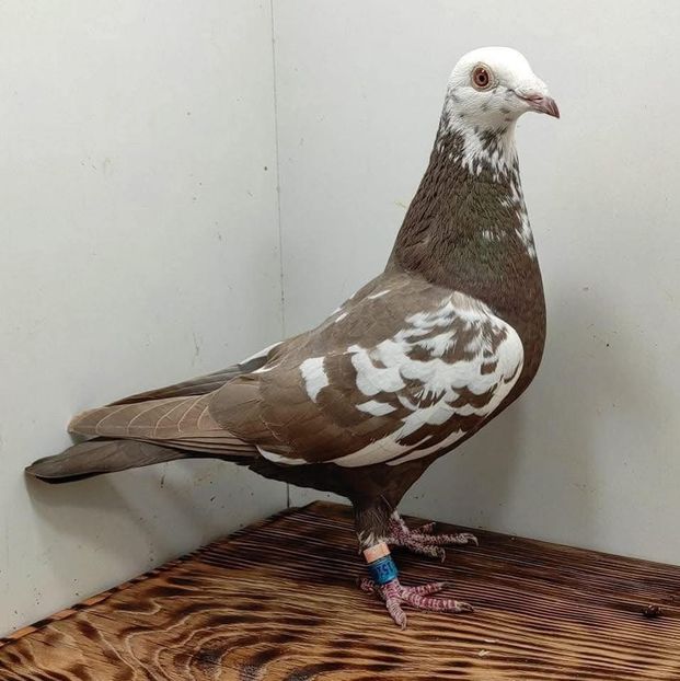  - Nu îmi aparțin 10