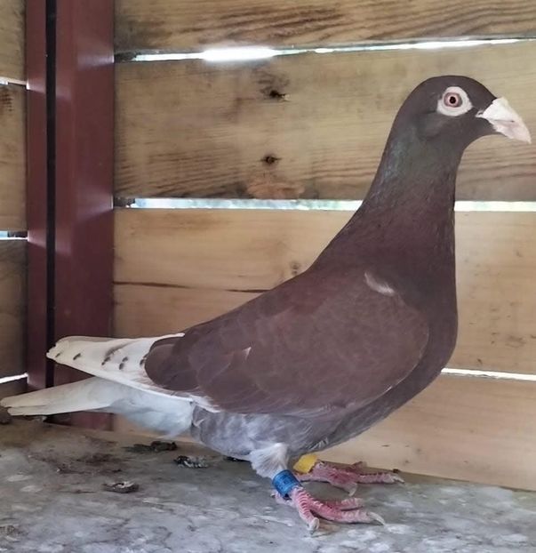  - Nu îmi aparțin 10