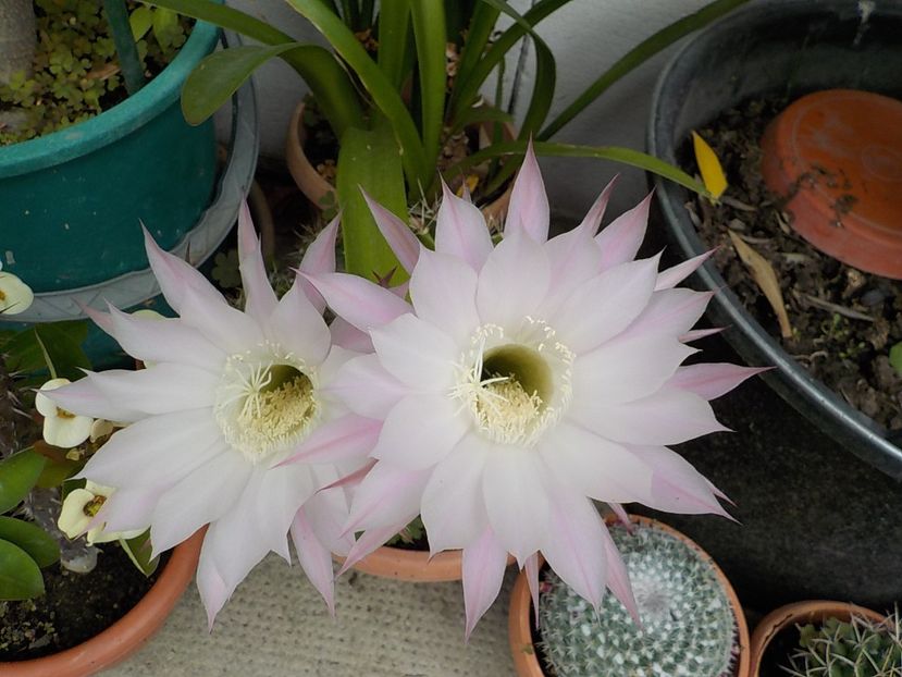  - echinopsis oxygona