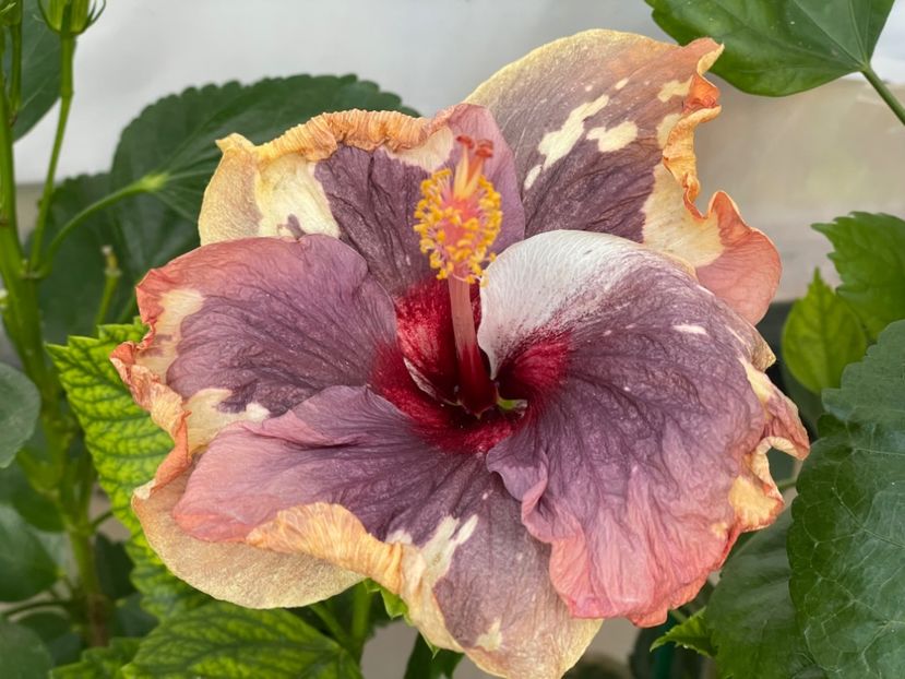  - 0006 - Hibiscusi 2025 - 2