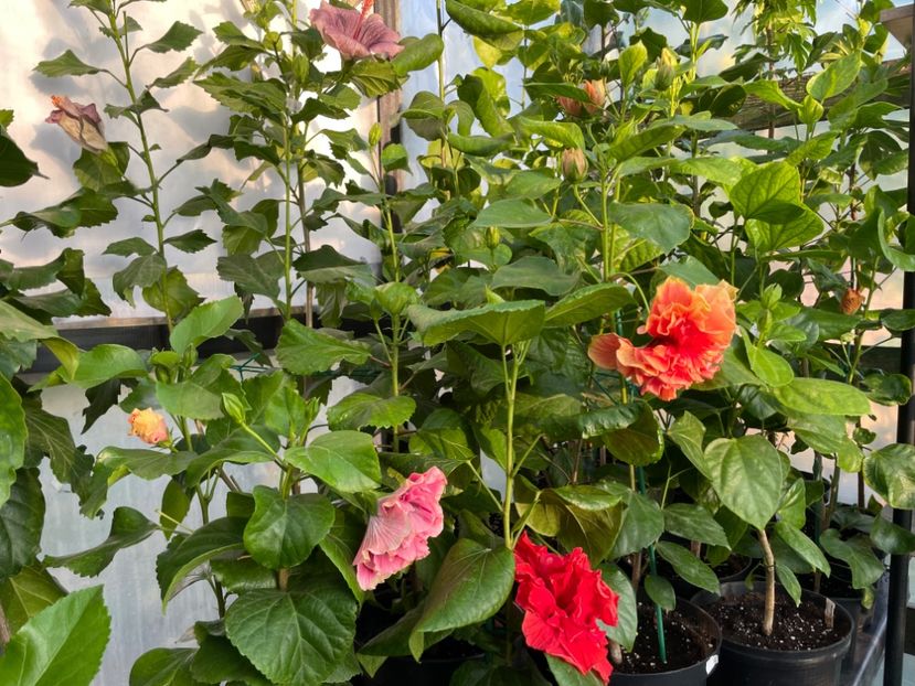  - 0006 - Hibiscusi 2025 - 2