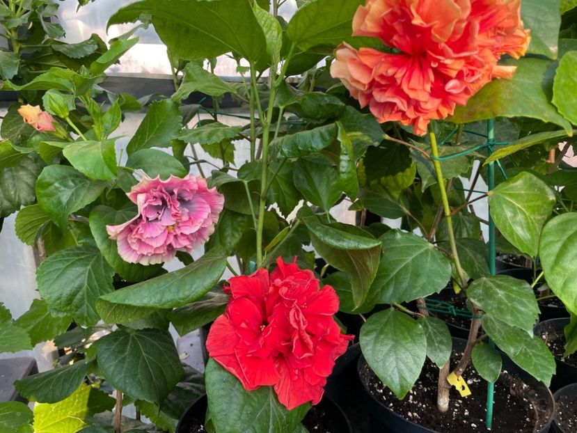  - 0006 - Hibiscusi 2025 - 2