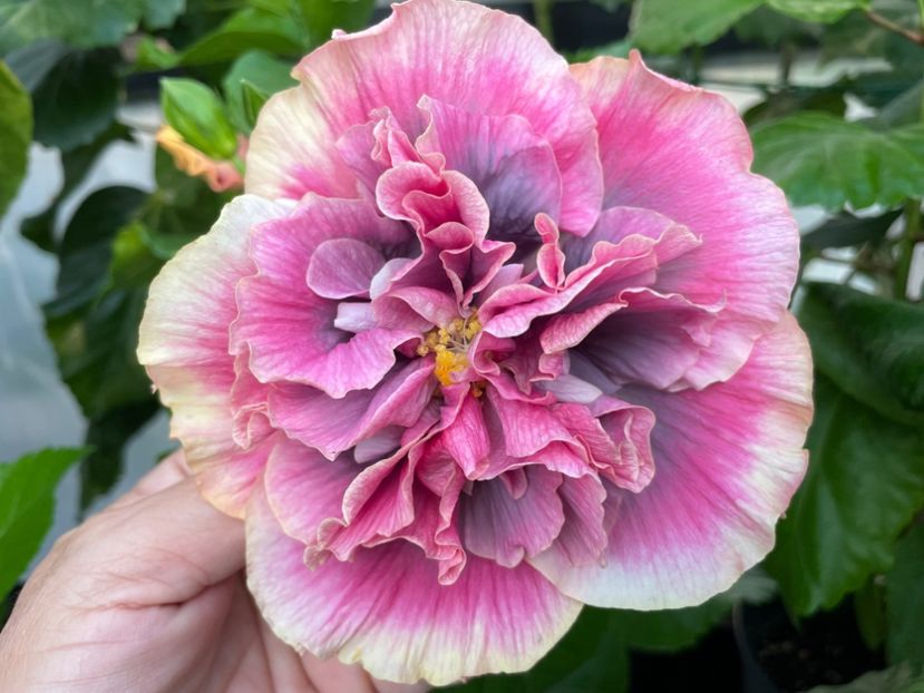  - 0006 - Hibiscusi 2025 - 2