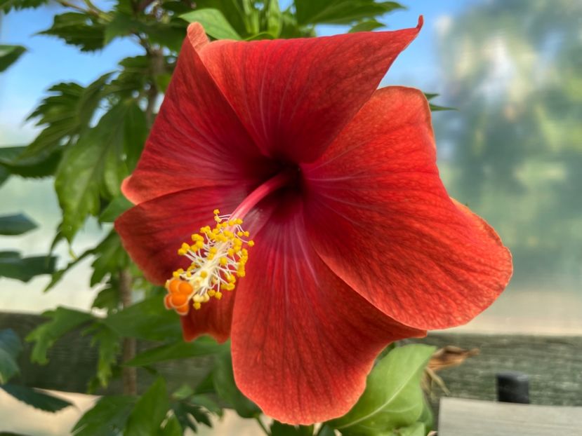  - 0006 - Hibiscusi 2025 - 2