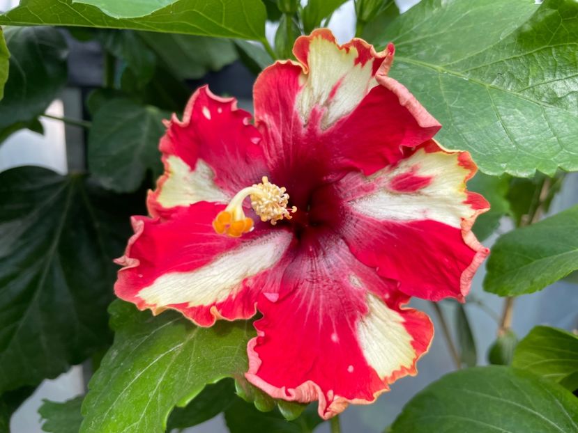  - 0006 - Hibiscusi 2025 - 2