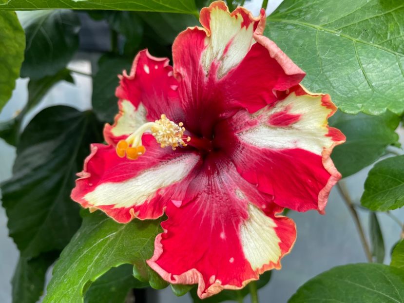  - 0006 - Hibiscusi 2025 - 2